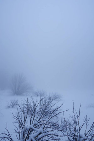 Bushes covered with snow in a foggy area. Beautiful winter landscape.の写真素材