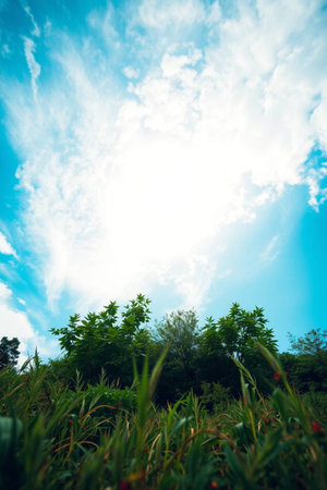 Green grass and blue sky with white clouds in the morning. Nature background