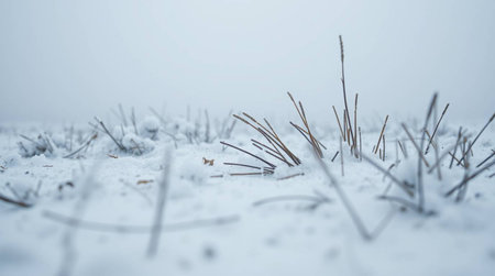 Frosted grass on a snowy field in the winter season.の写真素材