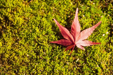 Maple Leaf on mossの写真素材
