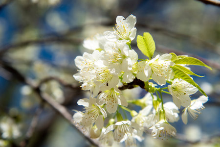 cherry blossom in spring time, close up of white flowersの写真素材