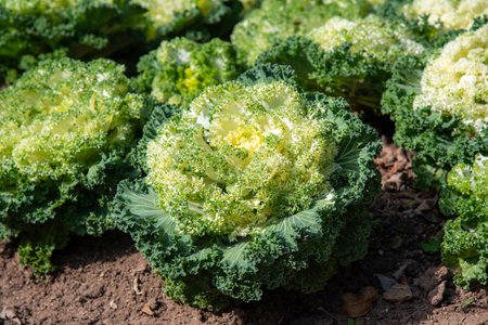 Cabbages in the vegetable garden. Close-up. Selective focus.の写真素材
