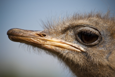 Ostrichの写真素材