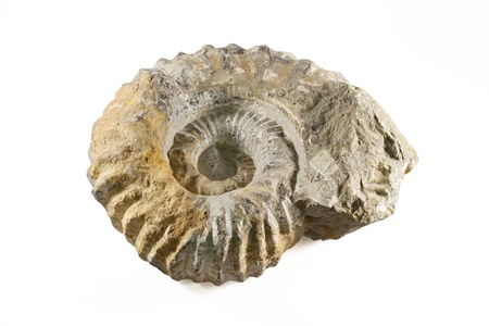 Ammonite Fossil over white isolated backgroundの写真素材