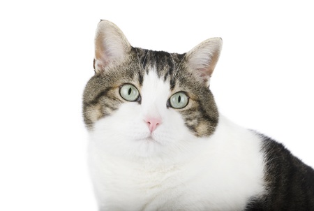 Beautiful cat over white isolated backgroundの写真素材