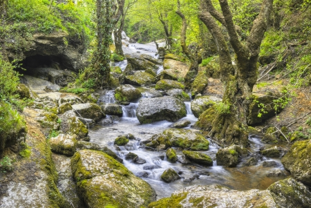 Landscape of a river and green idyllic forestの写真素材