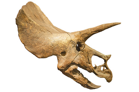 Dinosaur skeleton. Triceratops Fossil skull over white isolated backgroundの写真素材