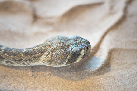 Rattlesnake ( crotalus) close up viewの写真素材
