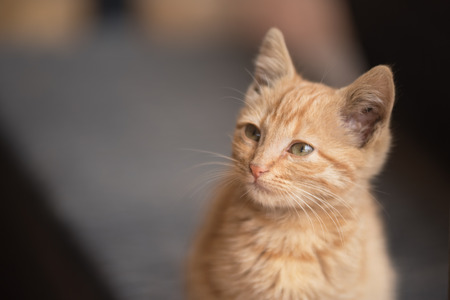 Portrait of a beautiful kitty with copy spaceの写真素材