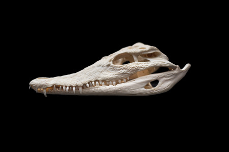 Nilo Crocodile skull on black isolated backgroundの写真素材