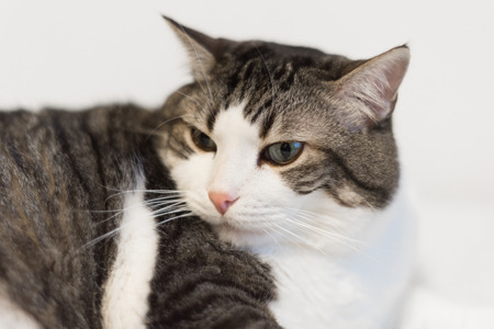 Beautiful white cat portrait relaxing on a blanket.の写真素材