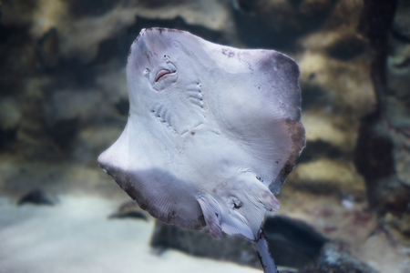 Stingray