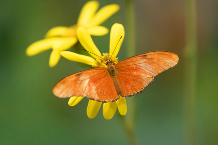 Butterfly (Dryas Iulia) on yellow flower.の写真素材
