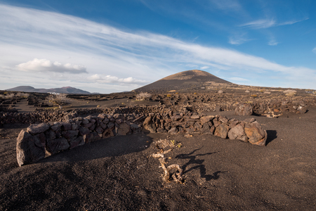 Volcanic vineyard in La Geria, Lanzarote , Canary islands, Spain.の写真素材