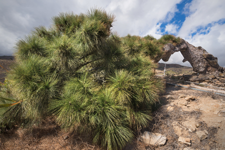Rare pine tree alive lying and growing on the floor の写真素材