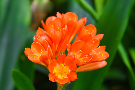 Beautiful orange color tropical flower on green natural background
