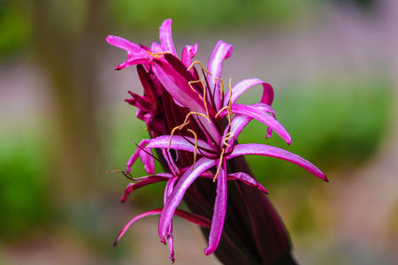 Beautiful tropical flower on green natural backgroundの写真素材