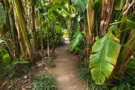 Bana tree plantationの写真素材
