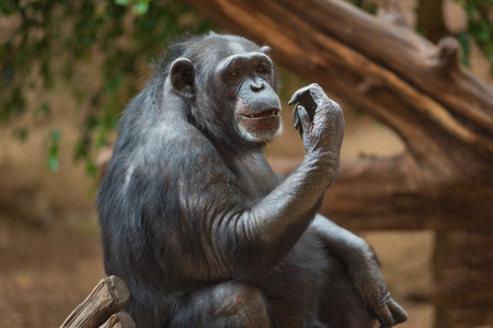 Chimpanzee portrait in natural habitatの写真素材
