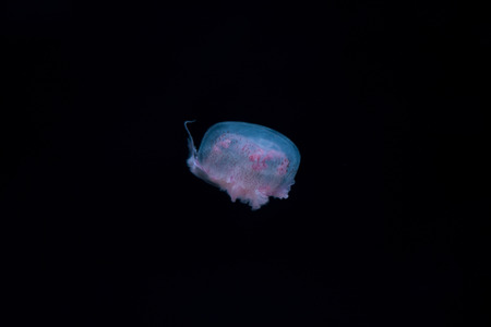 Jelly fish on black isolated backgroundの写真素材