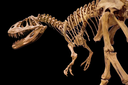 Dinosaur skeleton on black isolated backgroundのeditorial素材