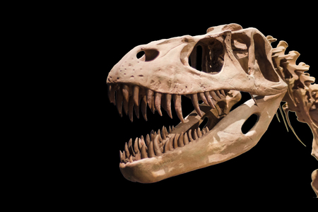 Tyrannosaurus Rex skeleton on black isolated backgroundのeditorial素材