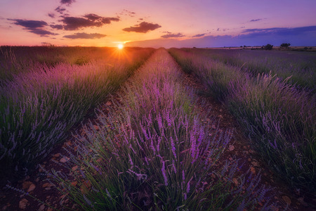 Lavender field at sunsetの写真素材
