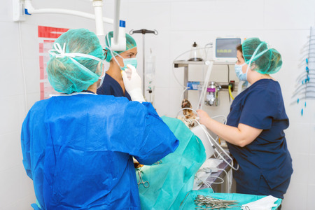 Veterinarian team in surgical room operating a dogの写真素材