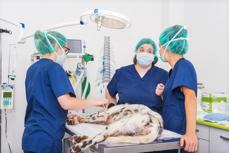team of veterinarians in the surgical room preparing a dog for surgeryの写真素材