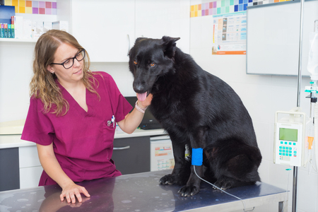 Dog in veterinary clinic with an intravenous infusionの写真素材