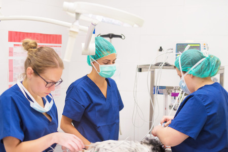 Group of veterinarian surgeons at workの写真素材