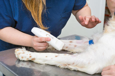 veterinarian shaving a dog for surgery. close upの写真素材