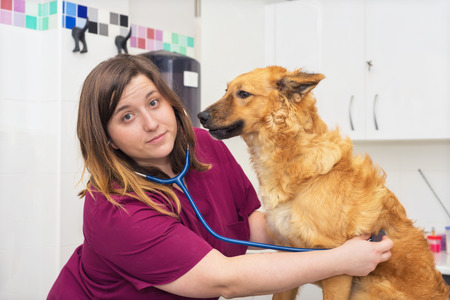 Female veterinary doctor using stethoscope for cute dog examinationの写真素材