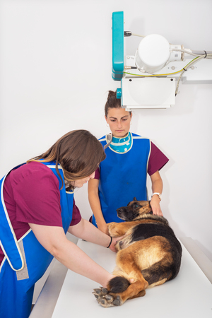 Veterinary radiologist examining dog in x-ray roomの写真素材