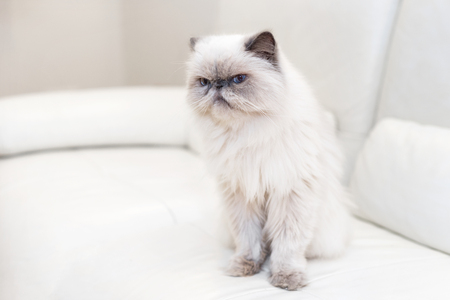 Cute persian cat on white sofaの写真素材