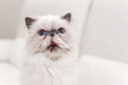 Cute persian cat portrait on white sofaの写真素材
