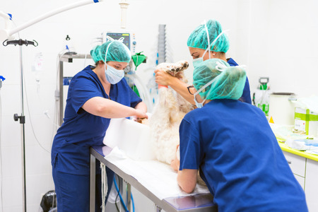 Group of veterinarian surgeons at workの写真素材