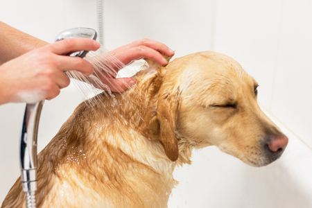 Labrador retriever taking a bath.の写真素材