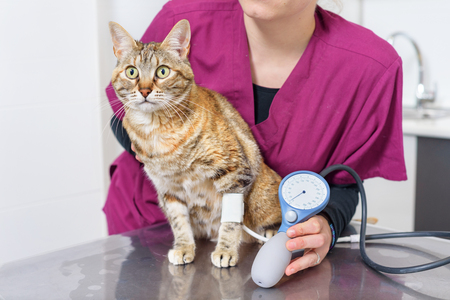 Veterinary doctor checking blood pressure of a catの写真素材