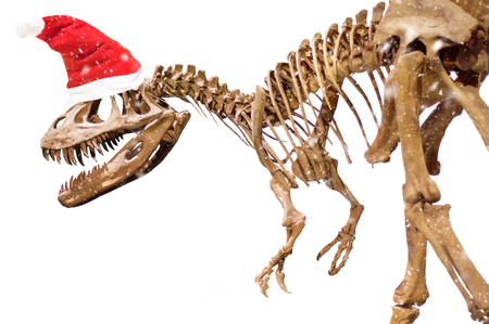 Dinosaur skeleton with Christmas hat on white isolated background.の写真素材