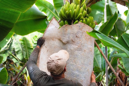 farmer carrying green banana bunch on farmの写真素材