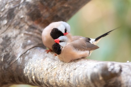 Cute couple of finchs birds on the tree branch.の写真素材