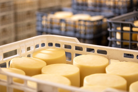 Cheese arranged in boxes at cheese factory warehouse.