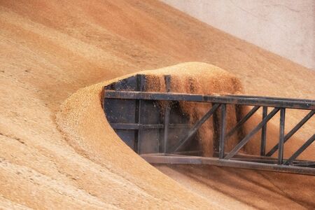 Wheel loader working at grain wheat warehouse. Agriculture industry.