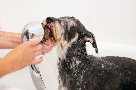 Professional pet groomer washing dog with shampoo in pet grooming salon. Close up.