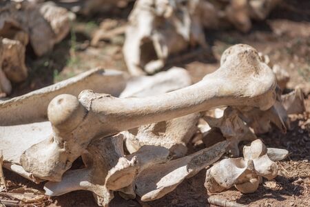 Skulls and bones Of Dead Animals In The Far West.