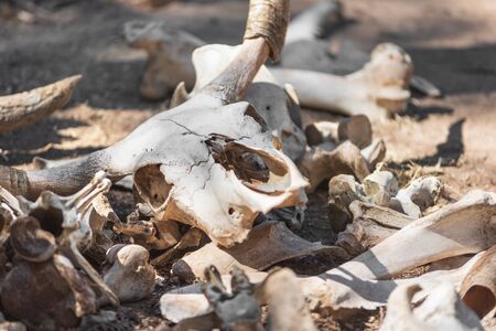 Skulls and bones Of Dead Animals In The Far West.