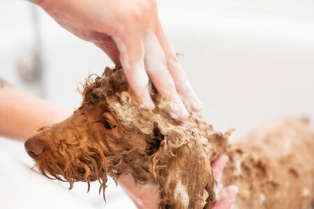 Washing poodle dog in pet grooming salon.