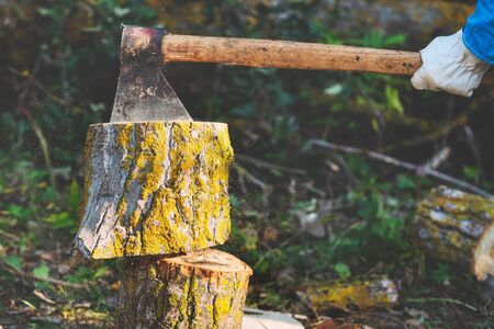 Lumberjack Splitting Wood And Cutting Firewood With Old Axe.
