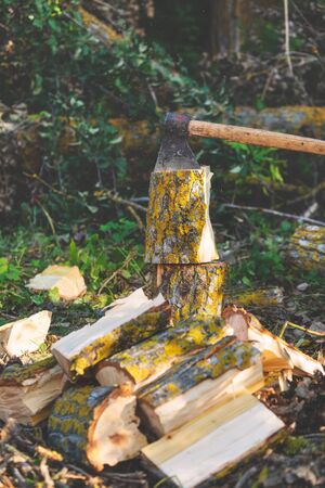 Lumberjack Splitting Wood And Cutting Firewood With Old Axe.の写真素材